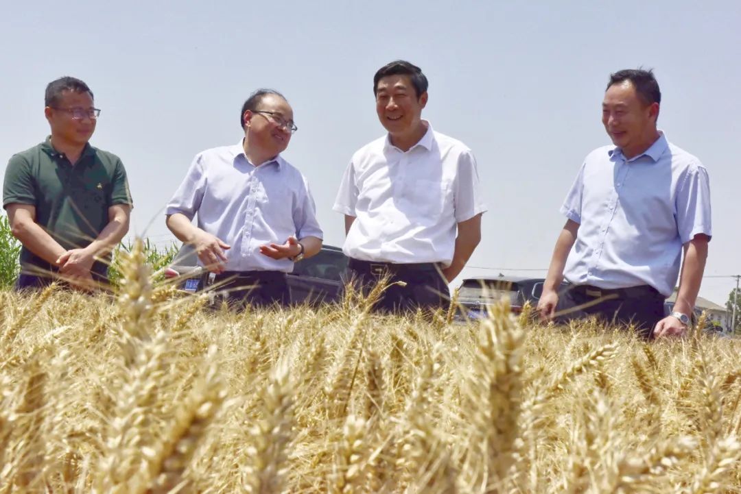 胡兆輝到淮海調(diào)研指導(dǎo)“三夏”工作
